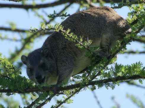 动物世界：山寨还是原创之十