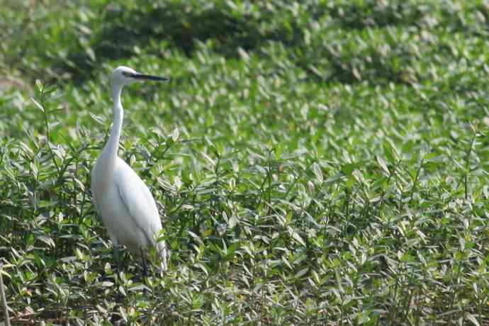 摄鸟拾趣（二十） wbr白鹭（一）