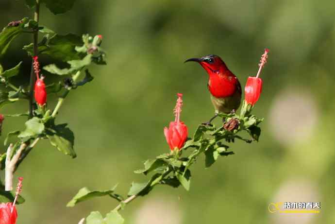 西双版纳拍鸟:黄腰太阳鸟 西双版纳拍鸟:黄腰太阳鸟