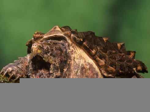 赠台大熊猫最快两年后生仔