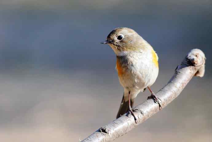 雌性红胁蓝尾鸲(41) 雌性红胁蓝尾鸲(41)