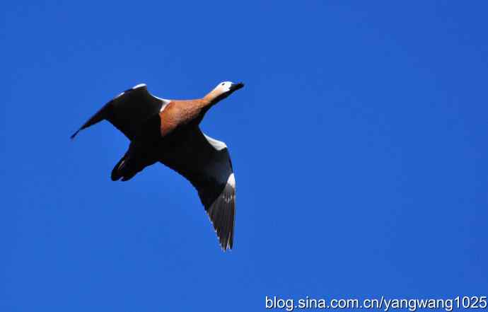 飞 wbr（赤麻鸭） wbr1