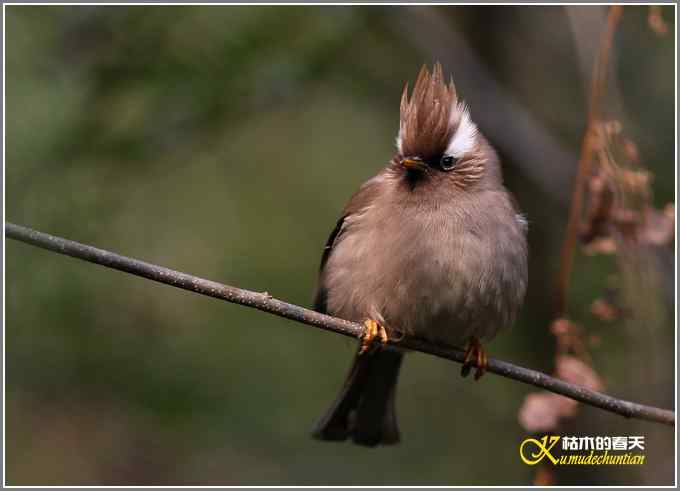 白领凤鹛【照片】
