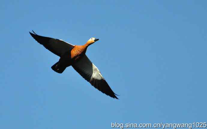 飞 wbr（赤麻鸭） wbr1