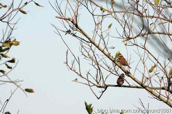 崇明东滩湿地公园十一月鸟况-望远镜打鸟