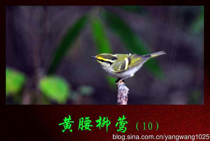 北京天坛公园的鸟类——黄腰柳莺（10）