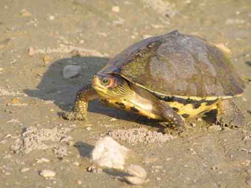 玄武:传说的兽原型探秘(潮龟) 玄武:传说的兽原型探秘(潮龟)