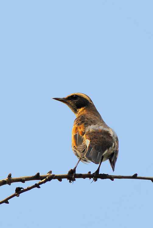 请教鸟的名字：树鹨、斑鸫