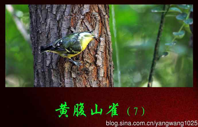 北京天坛公园的鸟类——黄腹山雀（7）