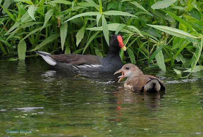 黑水鸡少年健身版