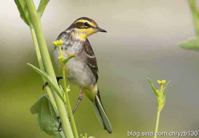 深港拍鸟新纪录（14）——黄鹡鸰（组图）