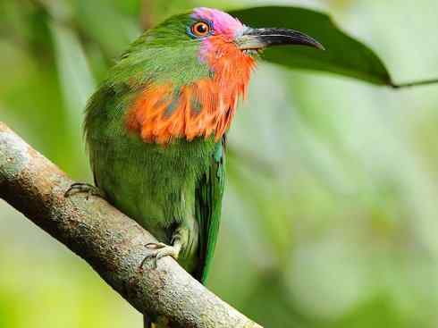 绝色攀禽:佛法僧目之蜂虎 绝色攀禽:佛法僧目之蜂虎