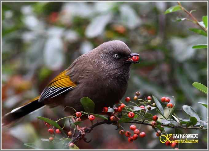 噪鹛系列之二:橙翅噪鹛【照片】