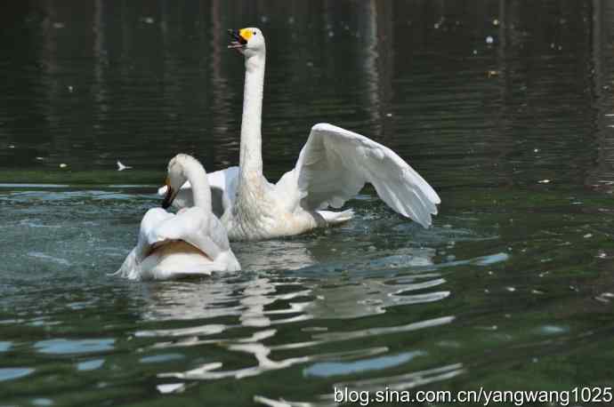 舞（天鹅之舞）