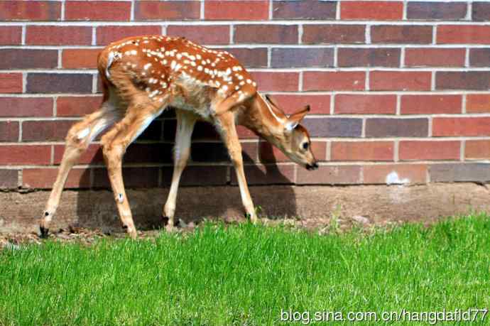 误入校园的小鹿