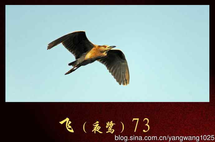 北京动物园的鸟类——飞（夜鹭）73