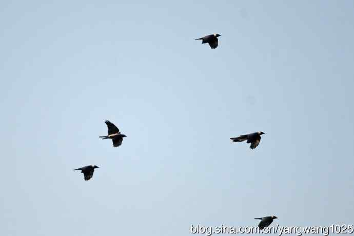 迁涉中的达乌里寒鸦（记录版）