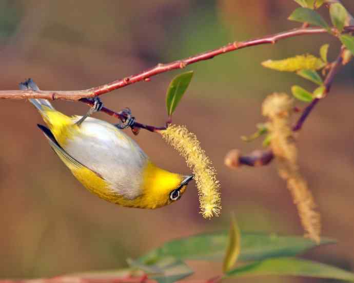 近距看灰腹秀眼