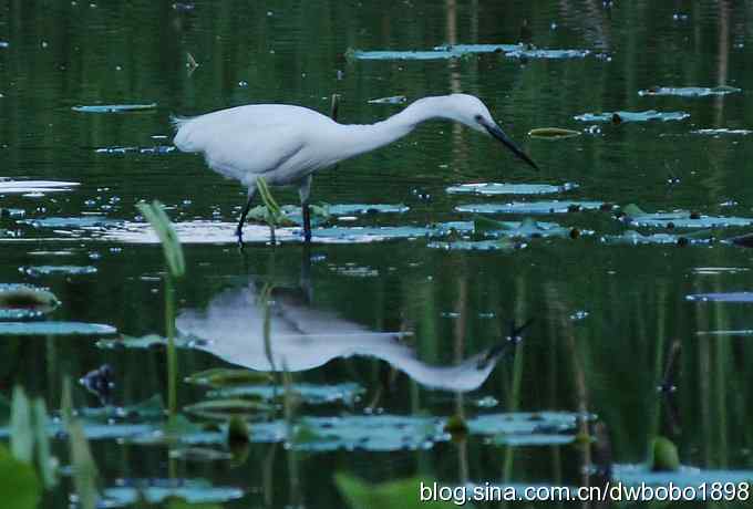 小白鹭的晚餐