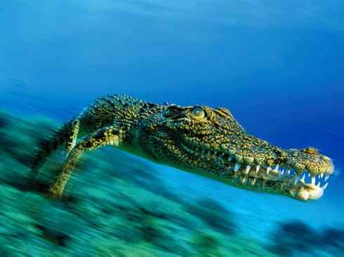 龙:传说的兽原型探秘(鳄类)