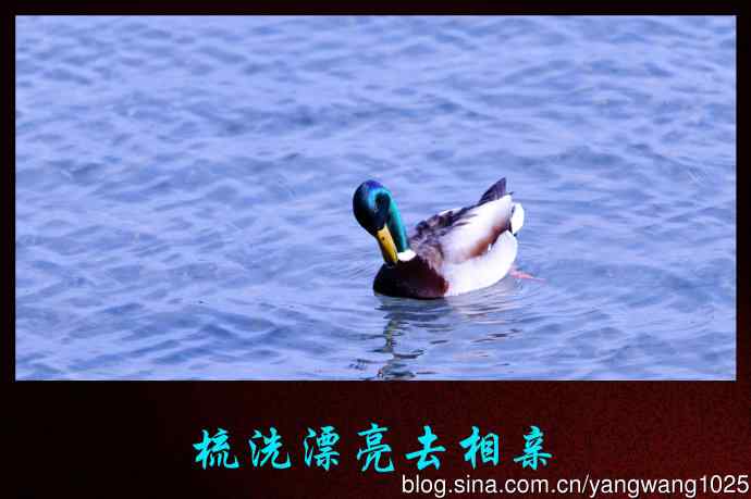 北京颐和园公园的鸟类——梳洗漂亮去相亲