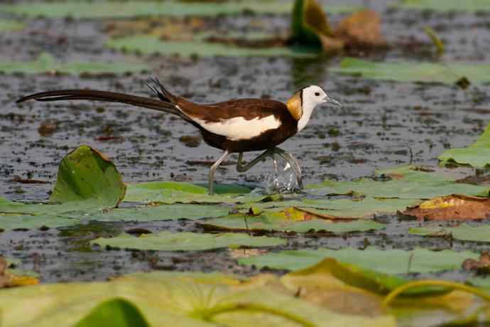 金领仙风.水凤凰
