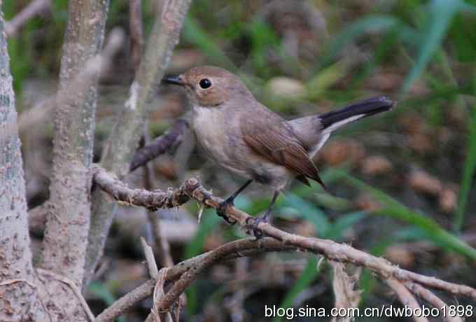 鸣音悦耳滴艳鸟--白眉姬鹟