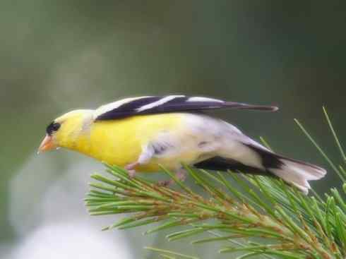 家禽驯化之源之十九