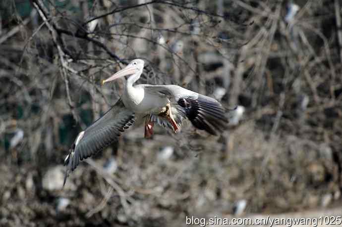 北京动物园的鸟类——飞(鹈鹕)1