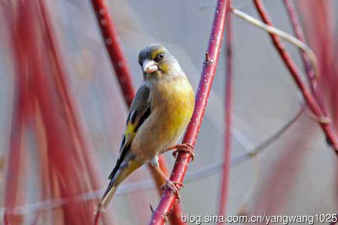 金翅雀(4) 金翅雀(4)