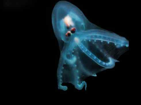 自然奇观:动物大迁徙(乌贼) 自然奇观:动物大迁徙(乌贼)