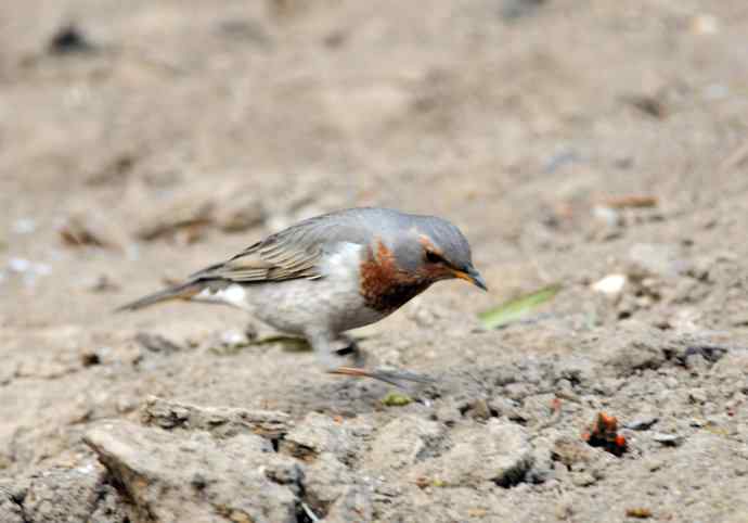 随走随拍（赤颈鸫）