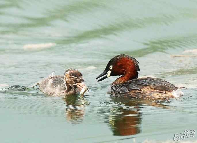 北京植物园拍鸟——小鸊鷉一家