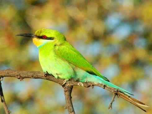 绝色攀禽：佛法僧目之蜂虎2