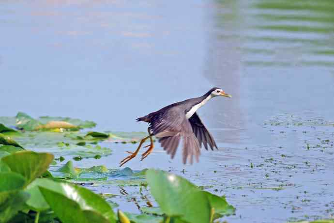 白胸苦恶鸟(2) 白胸苦恶鸟(2)