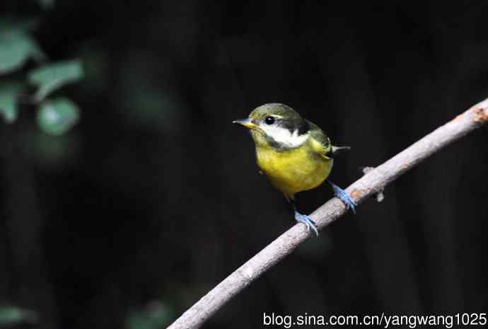 黄腹山雀(14) 黄腹山雀(14)