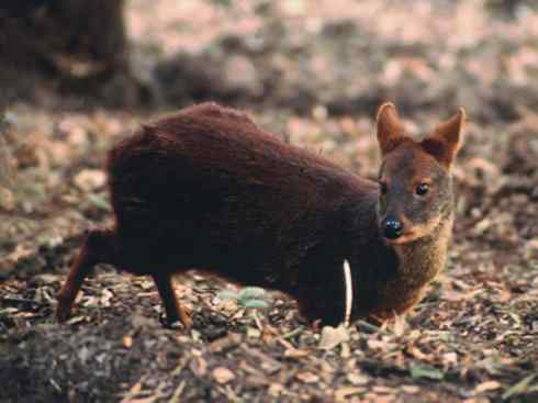 麒麟：传说的兽原型探秘（白尾鹿）