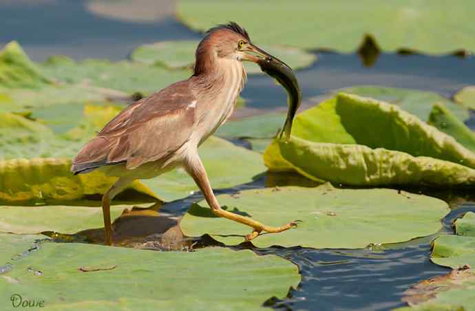 初到将府拍小鳽