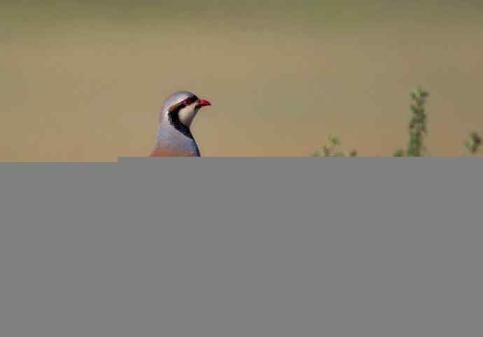 搂草打兔子（组图，15张图片）