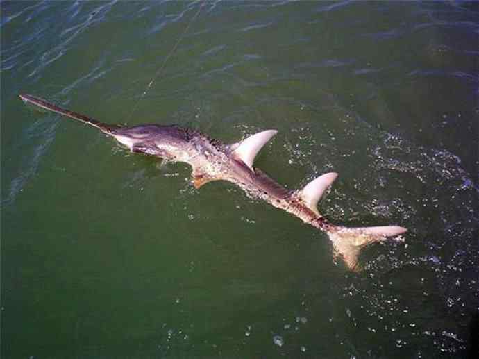 鱼类活化石：锯鳐