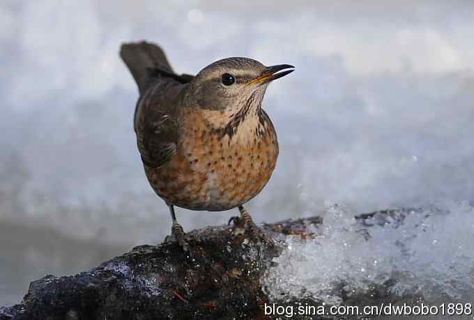 赤颈鸫和小鹪鹩