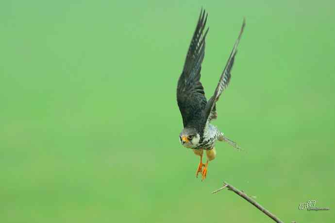 野鸭湖：抓拍阿穆尔隼起飞