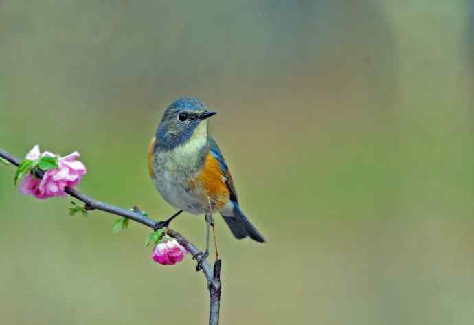 雄性红胁蓝尾鸲(7) 雄性红胁蓝尾鸲(7)