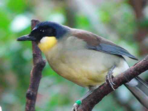 美丽无罪：雀鸟之噪鹛