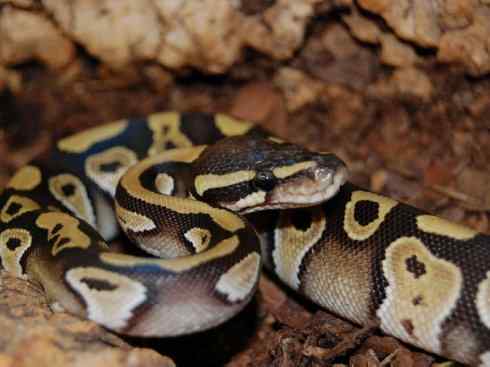 龙：传说的兽原型探秘（蟒蛇类）