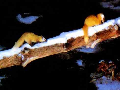 十大喜食蜂蜜动物：黄喉貂