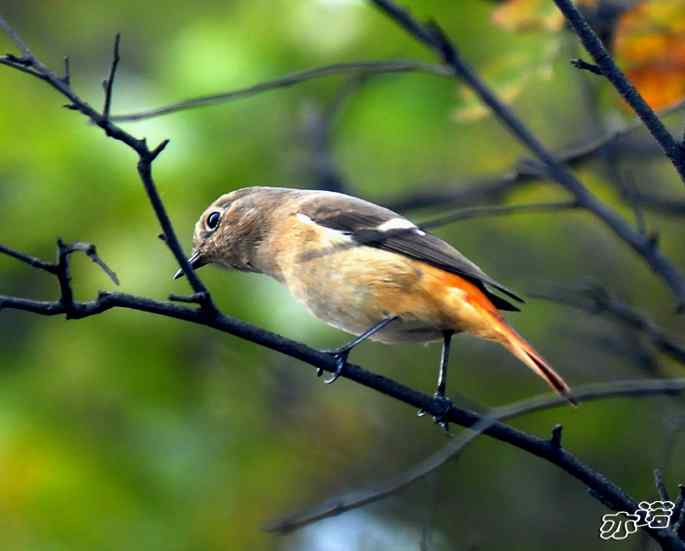 北京西山&nbsp;wbr路&nbsp;wbr北红尾鸲和山噪鹛
