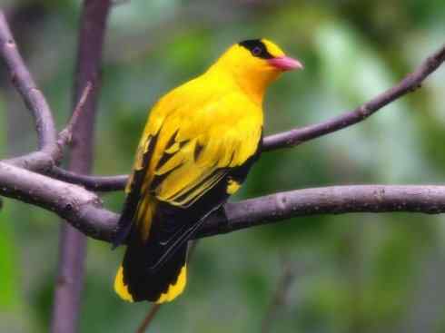 美丽无罪:雀鸟之朱鹂 美丽无罪:雀鸟之朱鹂