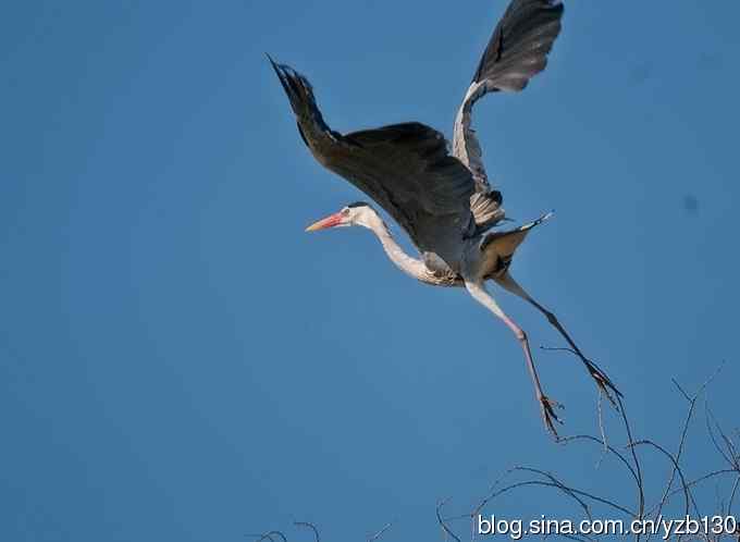 翠湖繁殖羽（组图，12张图片）