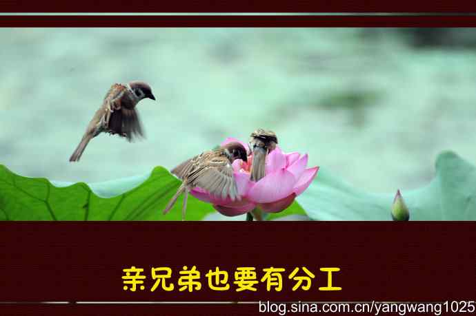 北京紫竹院公园的鸟类——亲兄弟也要有分工(虚构)